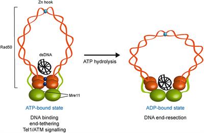 Processing of DNA Double-Strand Breaks by the MRX Complex in a Chromatin Context